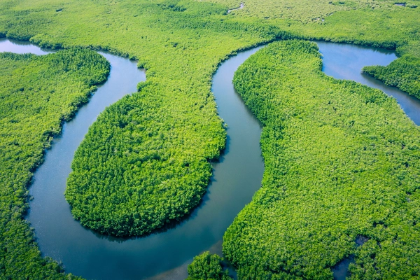 Bild des Amazonas umgeben von Grünfläche und Wald